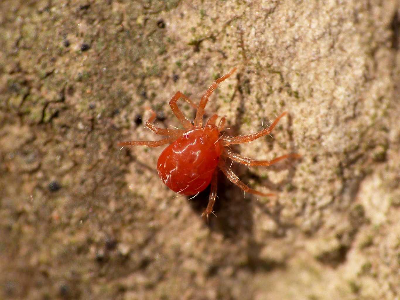 Acaro rosso arancio (Anystidae?) - Tolfa (RM)